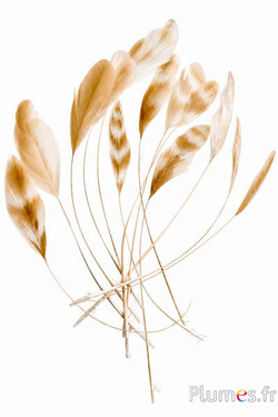 Coquetips cincillà sbiancati - 13-18 cm - crema
